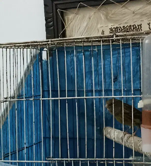 قناری ماده آماده|پرنده|اهواز, رسالت|دیوار