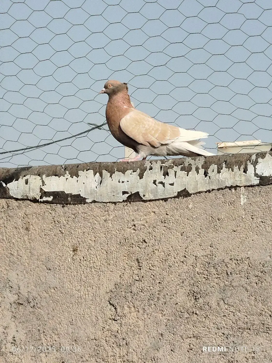 کفتر|پرنده|قم, دروازه ری|دیوار