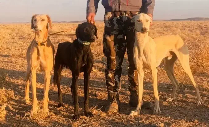 واگذاری ی جفت تازی|سگ|دلیجان, |دیوار