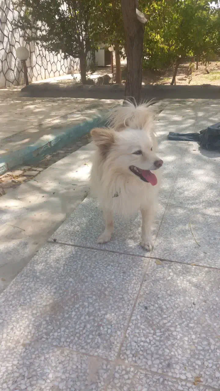 سگ گم شده|حیوانات|اصفهان, قهجاورستان|دیوار