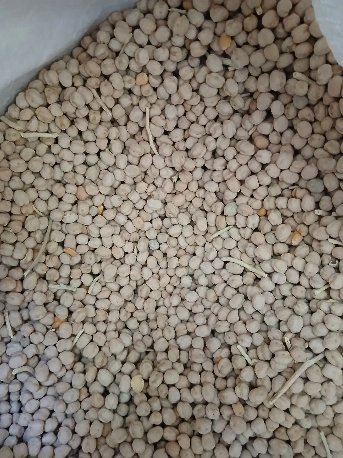 نخود عدس گندم ذرت کشمش|خوردنی و آشامیدنی|بروجرد, |دیوار