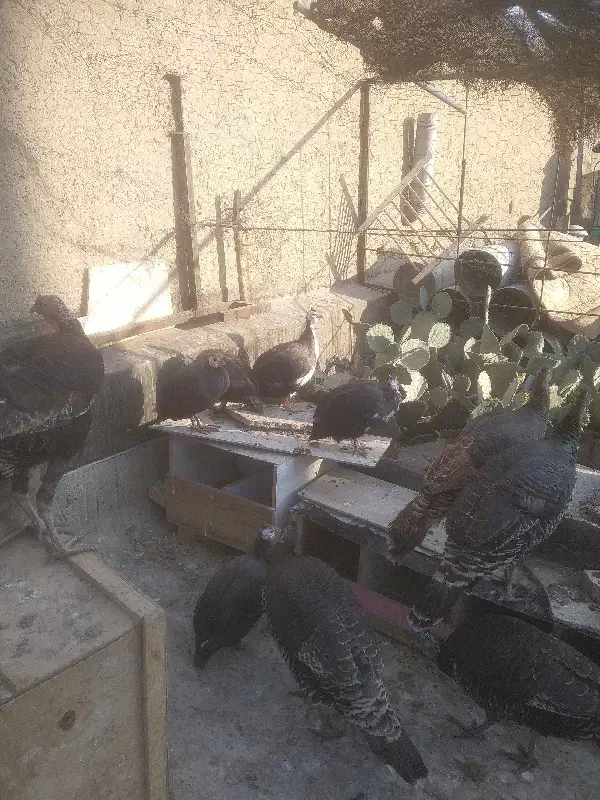 بوقلمون و مرغ شاخدار|حیوانات مزرعه|تهران, آسمان|دیوار