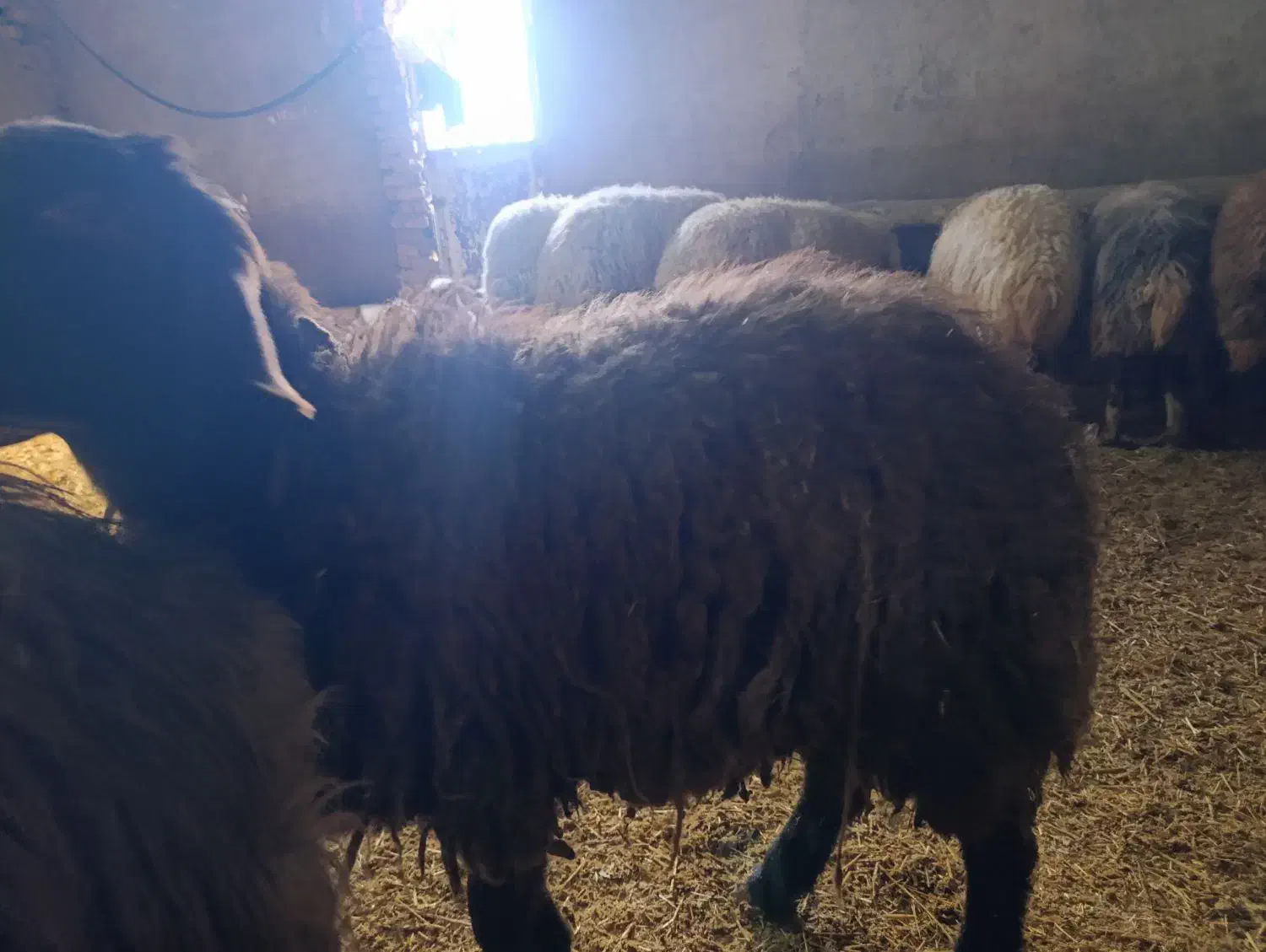 بره ماده|حیوانات مزرعه|زاغه, |دیوار