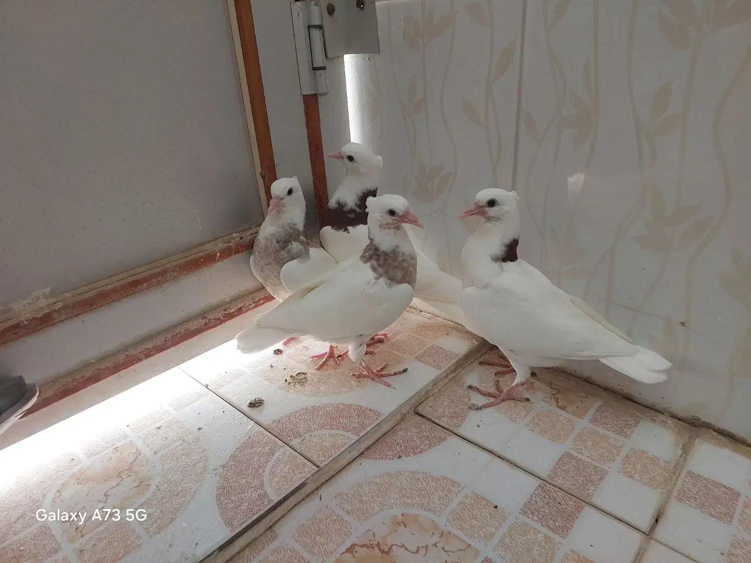 کبوتر طوقی و دوبال|پرنده|شوشتر, |دیوار