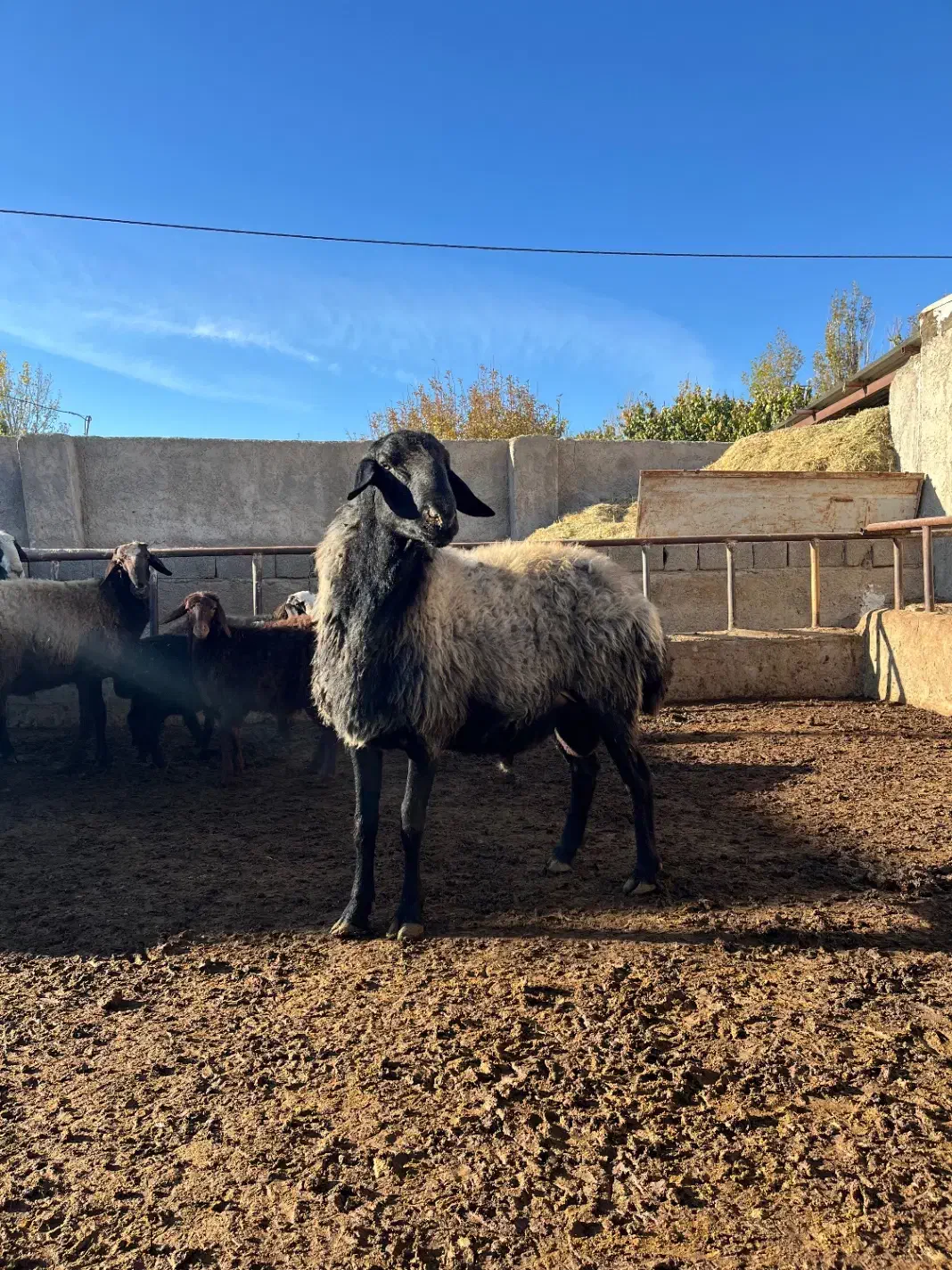 قوچ شال اصیل|حیوانات مزرعه|ماهدشت, |دیوار