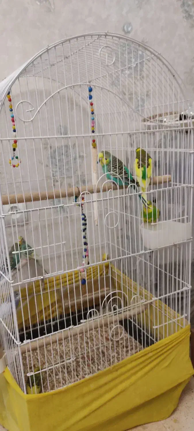 طوطی برزیلی و مرغ عشق|پرنده|قرچک, شهرک مهستان|دیوار