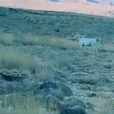 اسب|اسب و تجهیزات اسب‌سواری|چاروسا, |دیوار