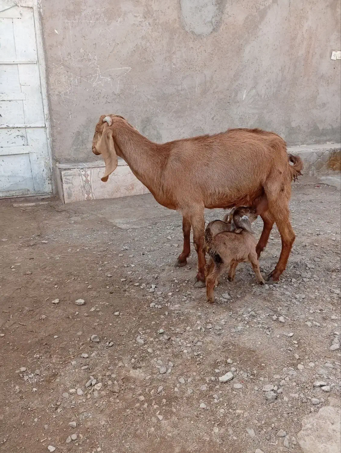 بزجملی|حیوانات مزرعه|زابل, |دیوار