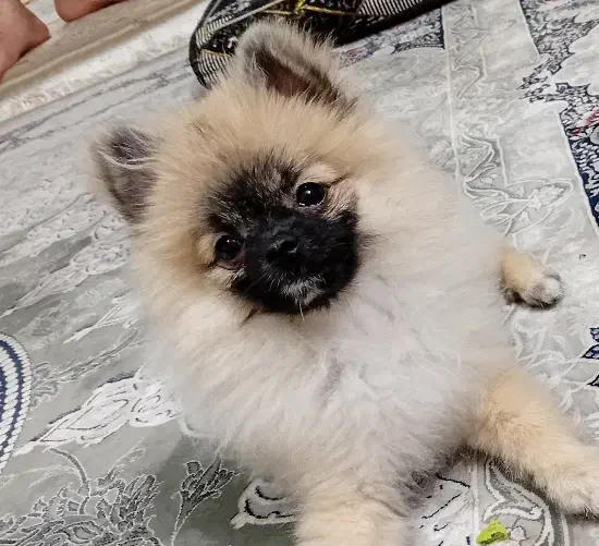 سگ پامر خرسی|سگ|گلستان (تهران), |دیوار