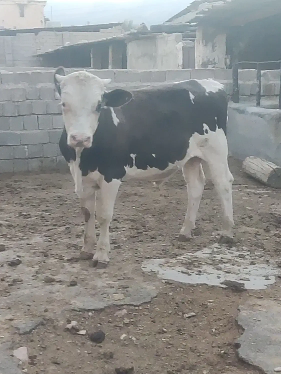 گوساله نر سیمینتال گاو|حیوانات مزرعه|شیراز, ظفرآباد|دیوار