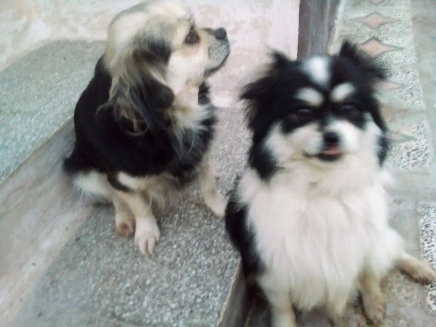 سگ زیبا ودست داشتنی خیلی تمیز و بدونه هیچ بیماری|سگ|ساری, |دیوار