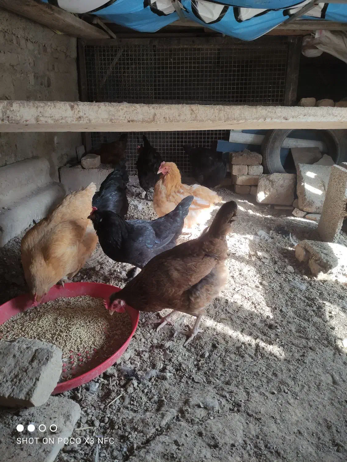 ۱۰تا مرغ و خروس جوان خوشگل تخمگذار|حیوانات مزرعه|صوفیان, |دیوار