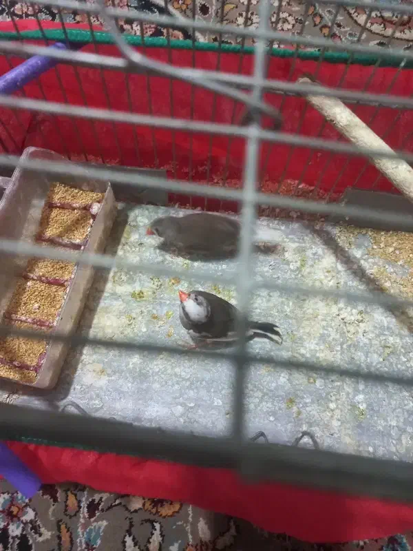 فنج سالم عالی|پرنده|چادگان, |دیوار