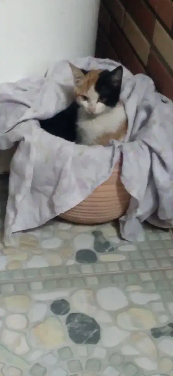 گربه خشوک خونگی|گربه|یزد, |دیوار