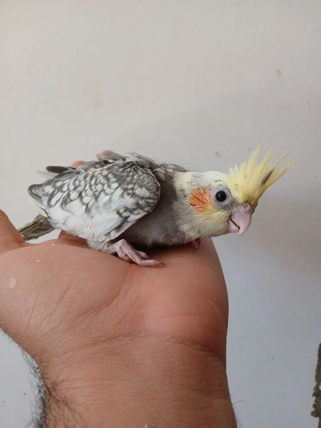 دوتا جوجه عروس سرلاکی نر سوپر تاج|پرنده|کوهدشت, |دیوار