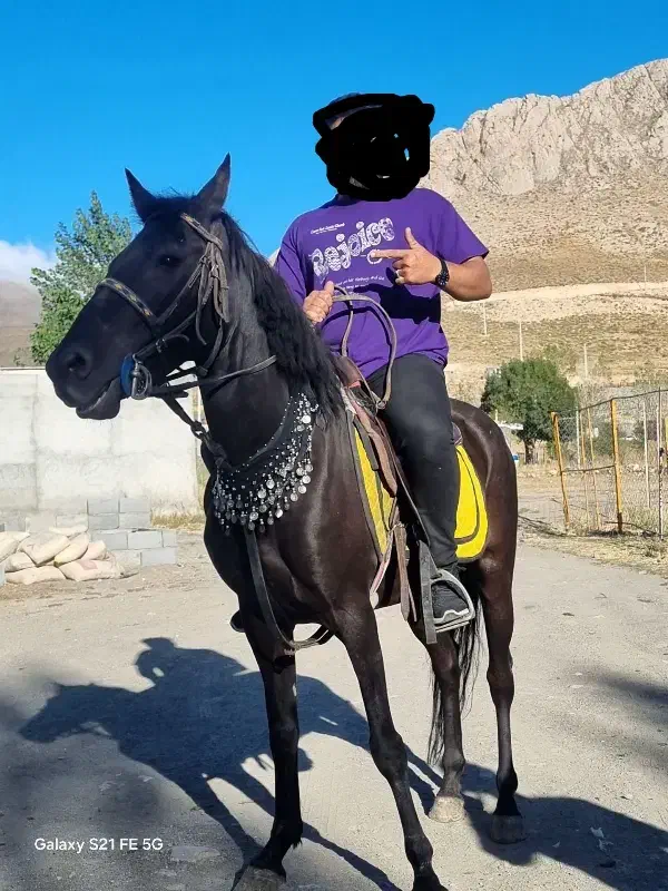 نریان|اسب و تجهیزات اسب‌سواری|اردبیل, |دیوار