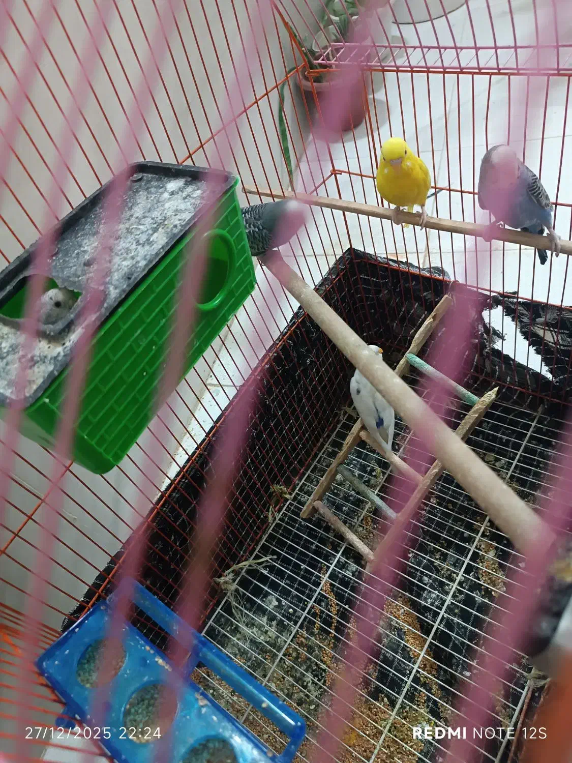 مرغ عشق|پرنده|شیراز, گل سرخ|دیوار