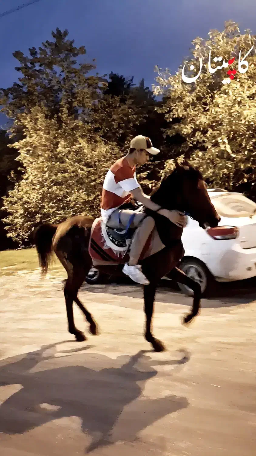 اسب کورسی|اسب و تجهیزات اسب‌سواری|ماسال, |دیوار