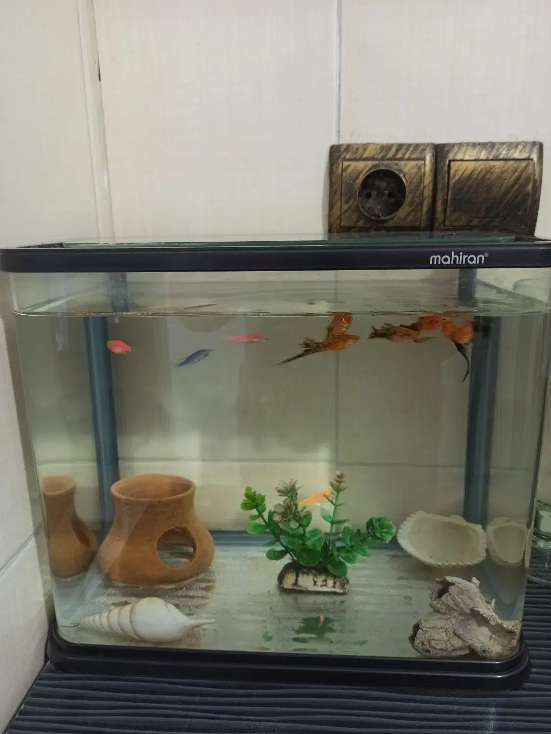 آکواریوم|ماهی|رشت, پاره بیجار|دیوار