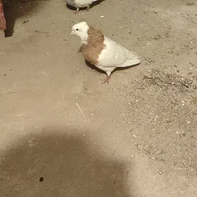 کبوتر گمشده|پرنده|سوسنگرد, |دیوار