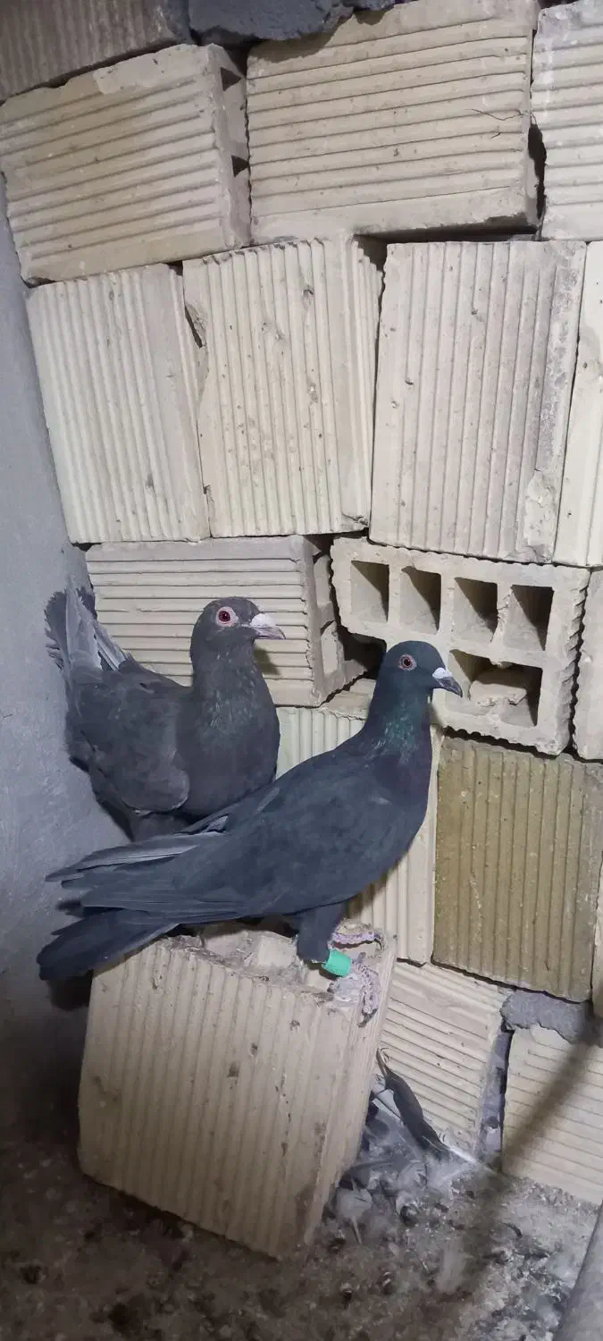 پلاکی . دورگ . خوشرنگ.|پرنده|مبارکه, |دیوار