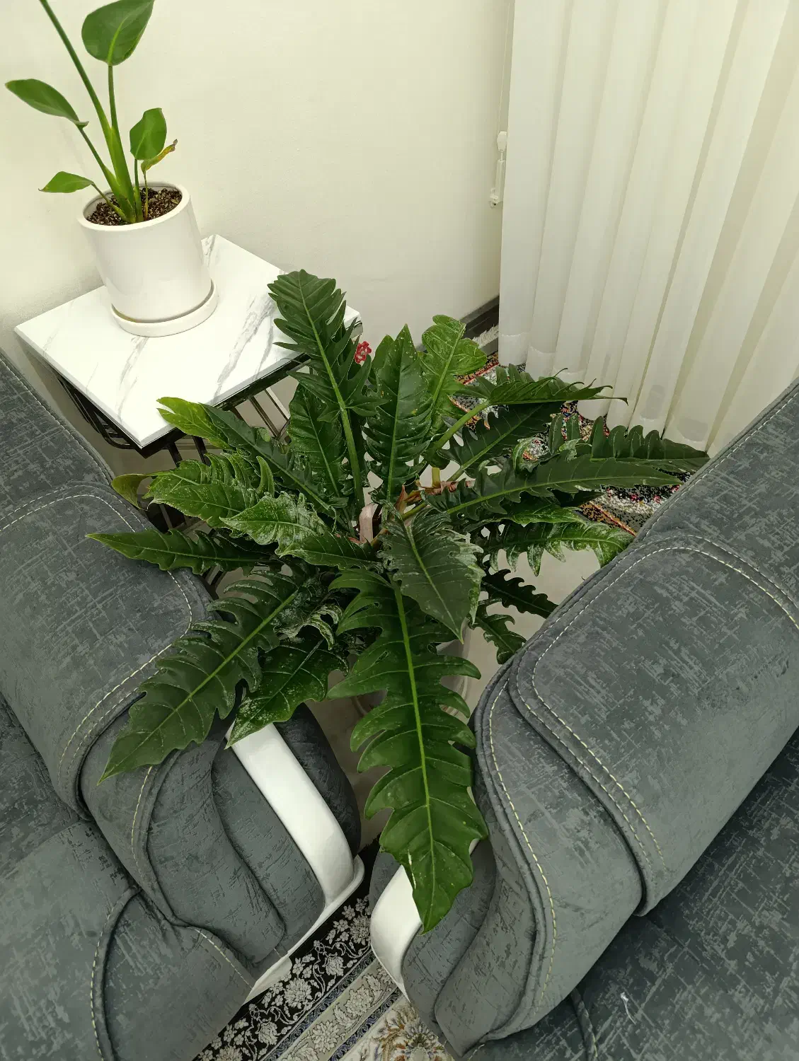 موج عشق و برگ درشت|گل و گیاه طبیعی|میانه, |دیوار