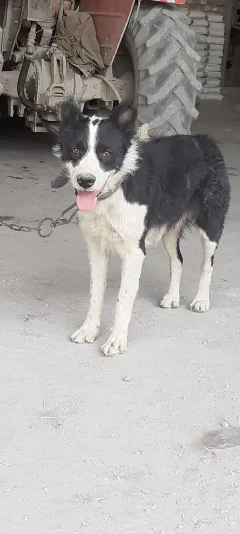 سگ قدرجونی نر|سگ|برخوار, |دیوار