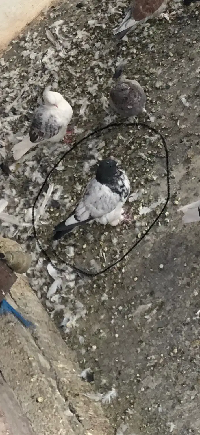 کفتر تهرانی|پرنده|رودهن, |دیوار