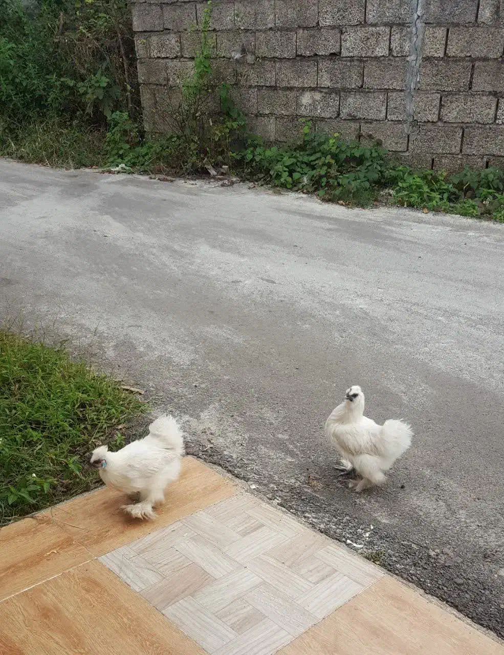 مرغ ابریشمی ومحلی|حیوانات مزرعه|رودسر, |دیوار