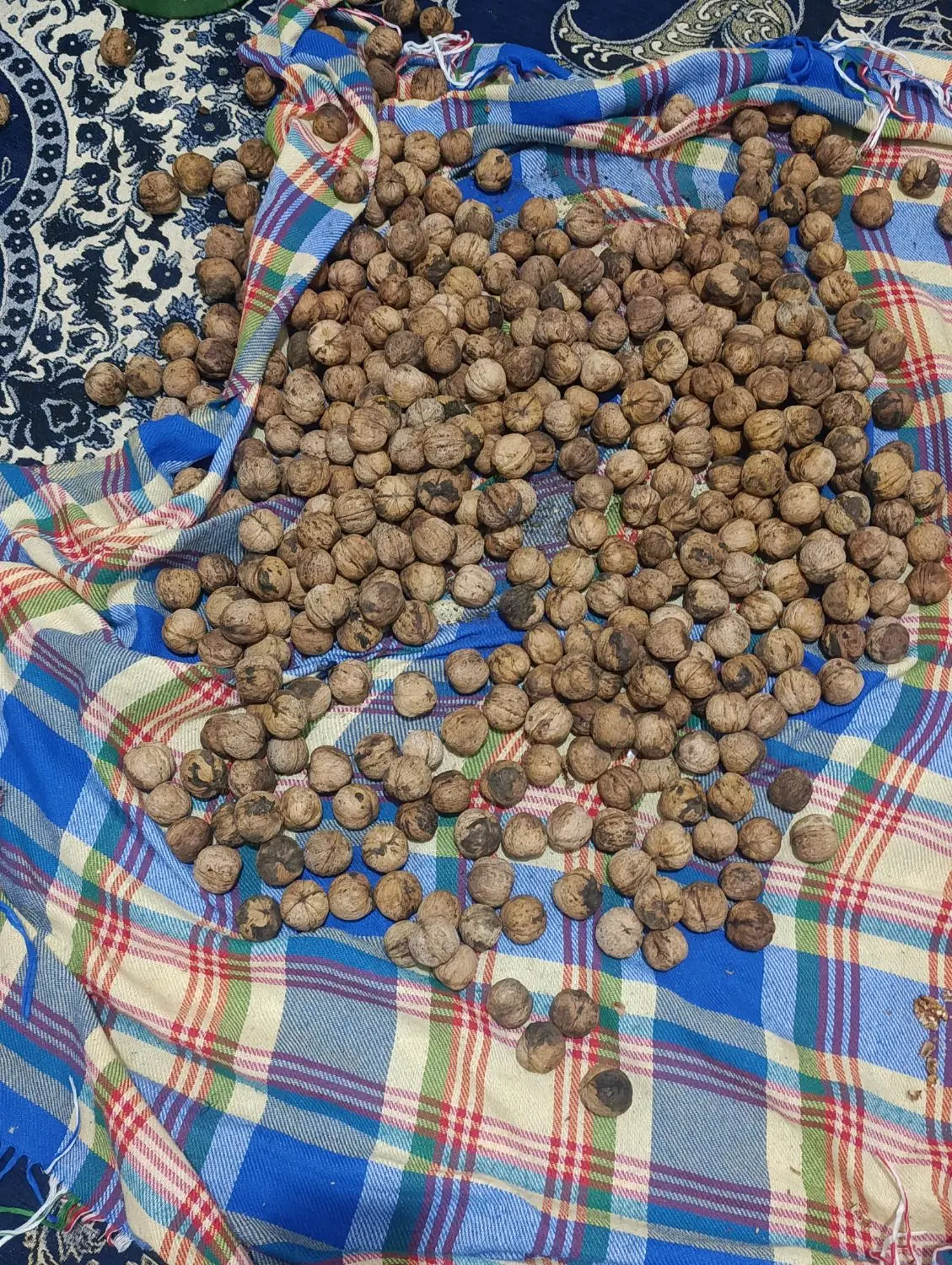 گردو|خوردنی و آشامیدنی|جیرفت, |دیوار