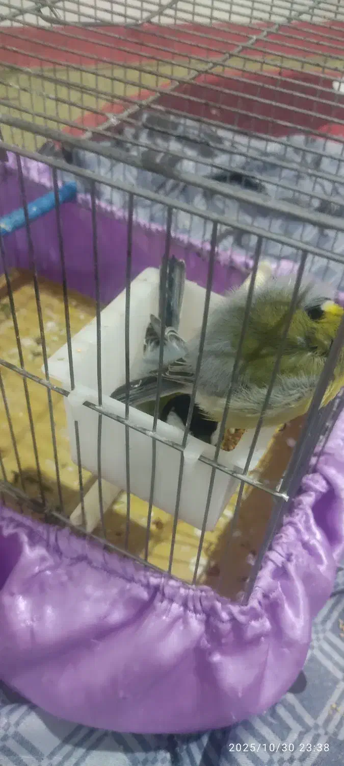 قناری معاوضه با هر چی که بدردم بخوره|پرنده|مریوان, |دیوار