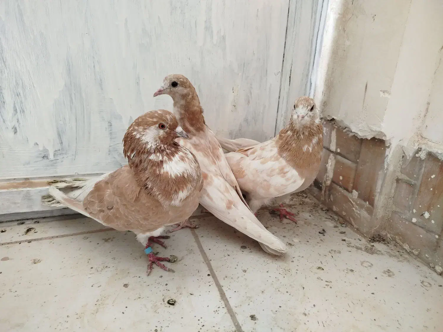 تهرانی زوردار|پرنده|سرپل ذهاب, |دیوار