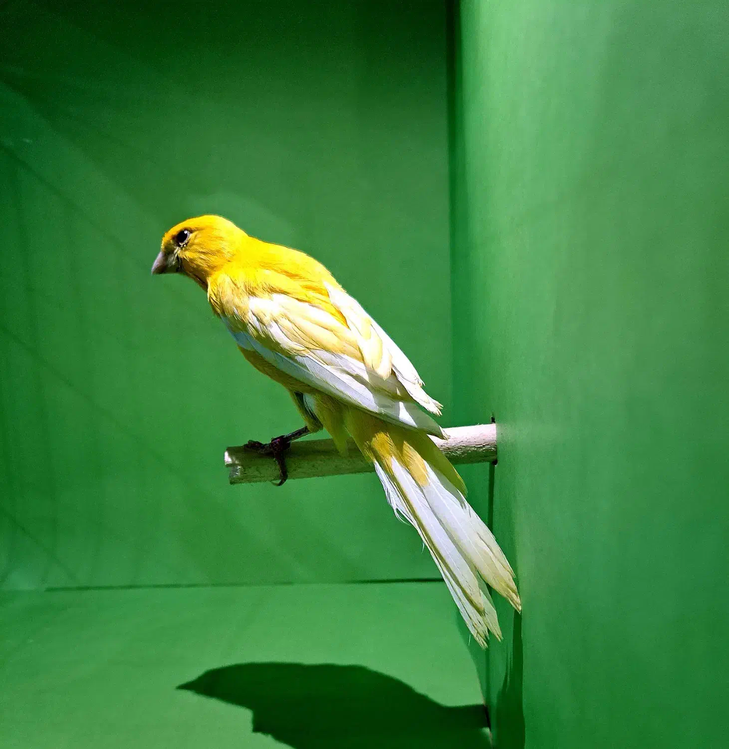 قناری رسمی بلند|پرنده|اندیشه, اندیشه فاز ۲|دیوار