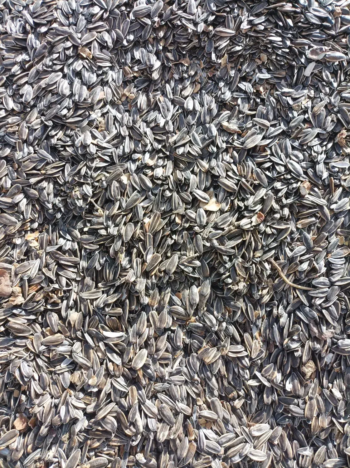 فروش تخمه آفتابگردان کانادایی|خوردنی و آشامیدنی|دهگلان, |دیوار