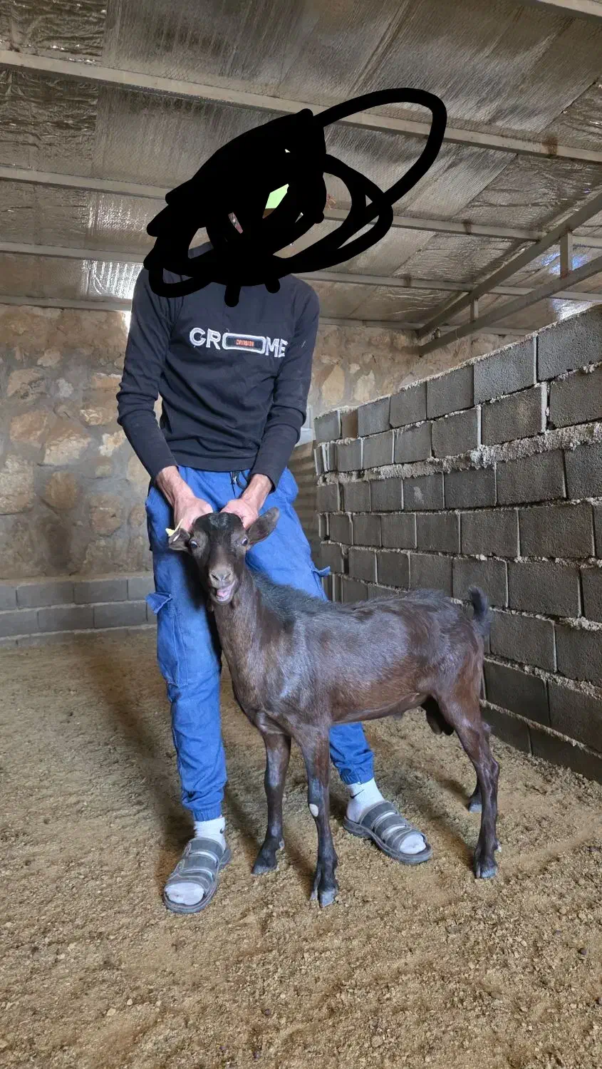 نر بز مورسیا|حیوانات مزرعه|سمنان, |دیوار