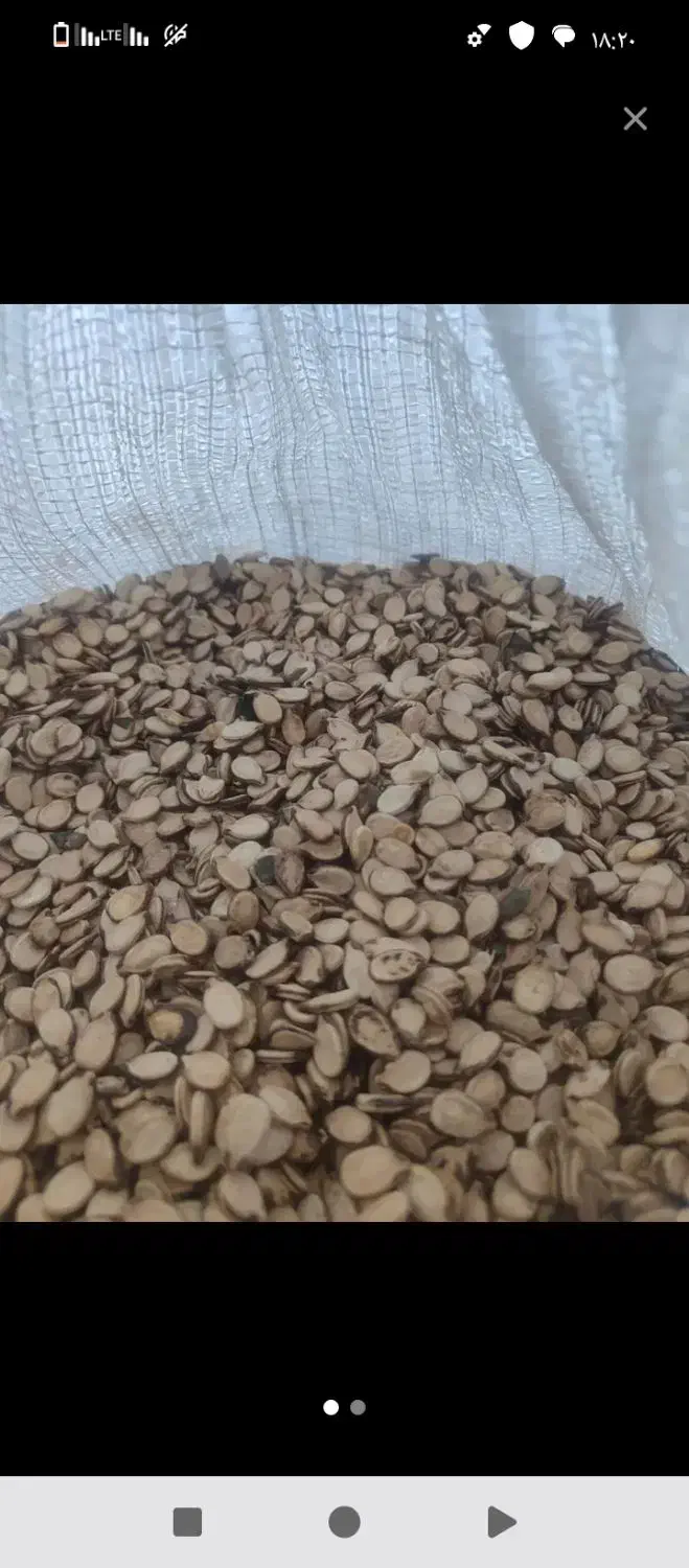 تخمه هندوانه|خوردنی و آشامیدنی|سنگدوین, |دیوار