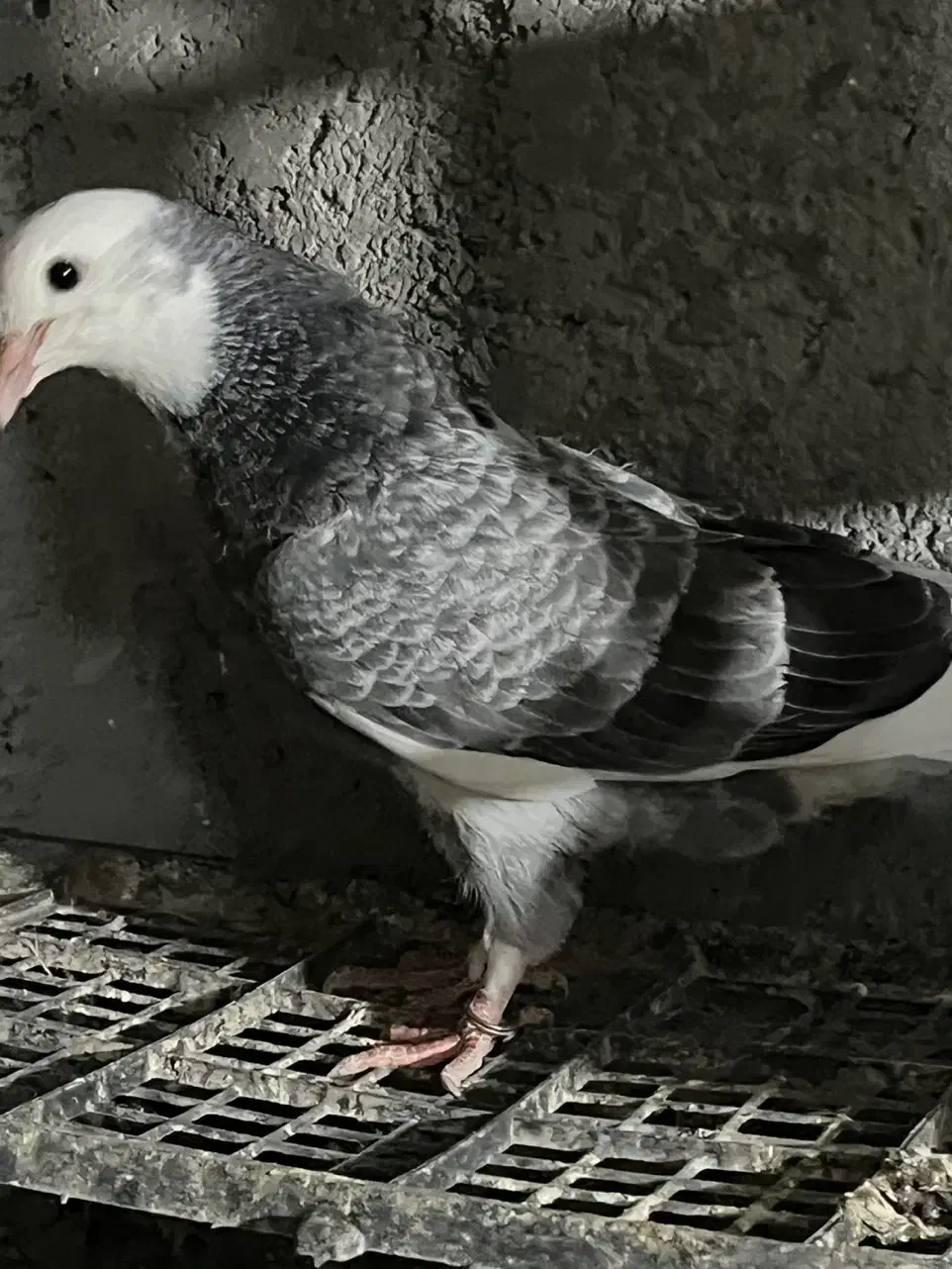 جوجه کفتر|پرنده|محمدشهر, عباس آباد|دیوار