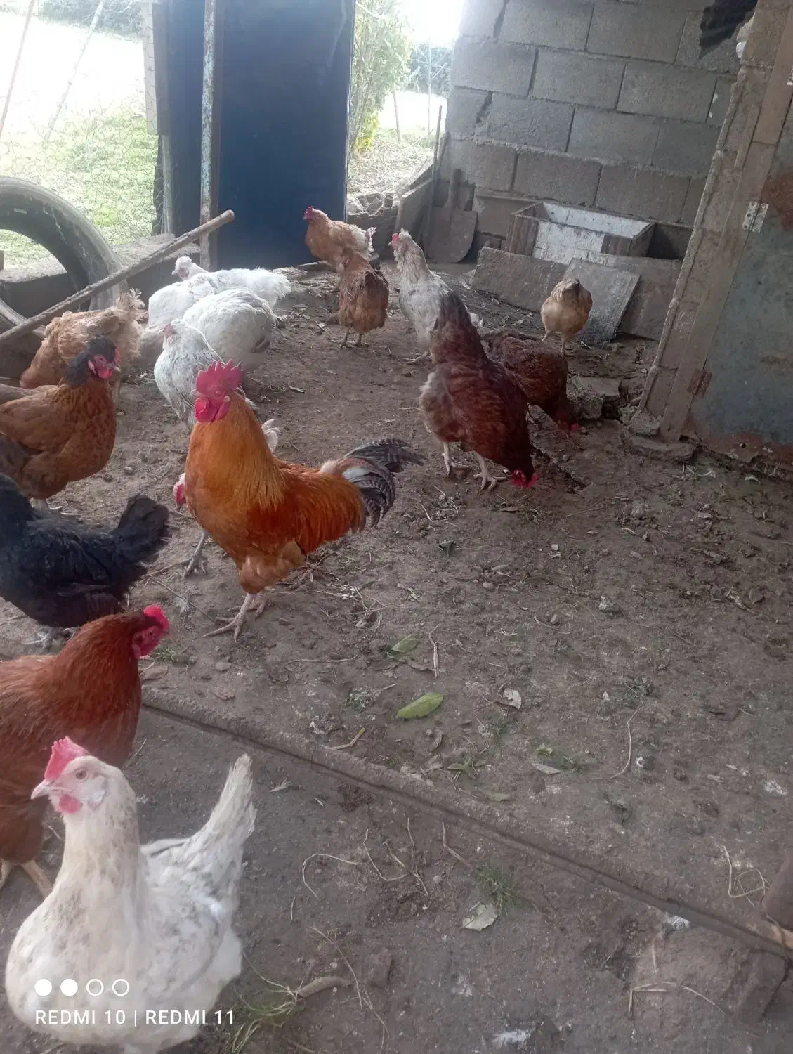 خروس|حیوانات مزرعه|کلاچای, |دیوار