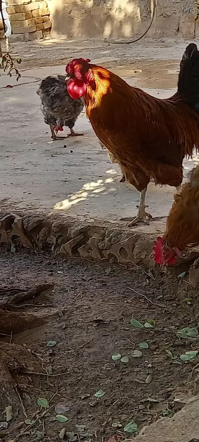 خروس|حیوانات مزرعه|مسجد سلیمان, |دیوار