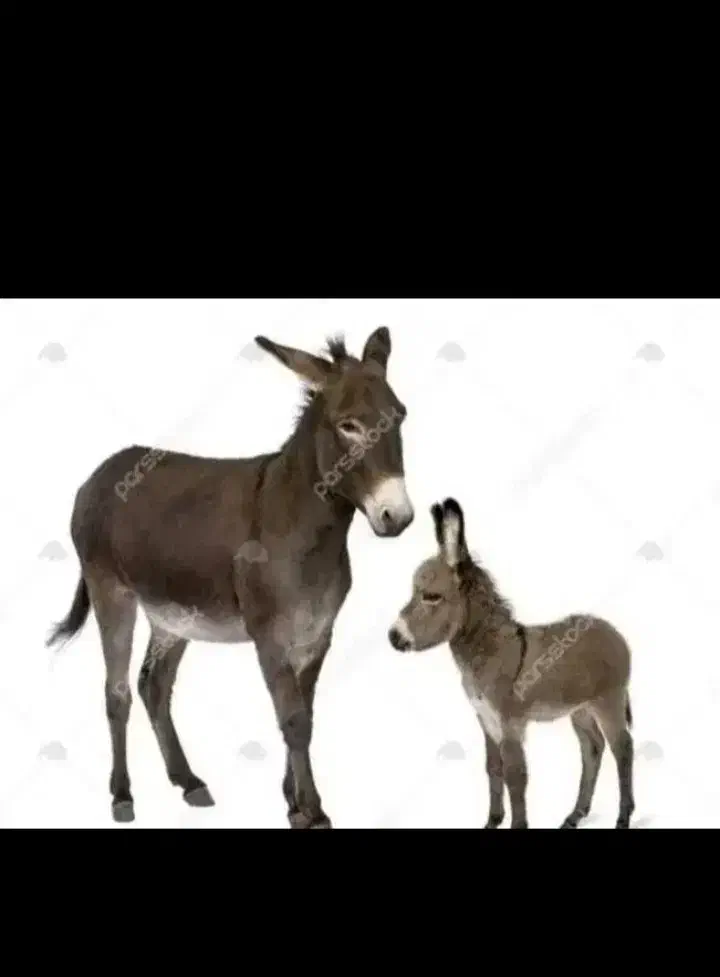 شیر الاخ|حیوانات مزرعه|میاندوآب, |دیوار