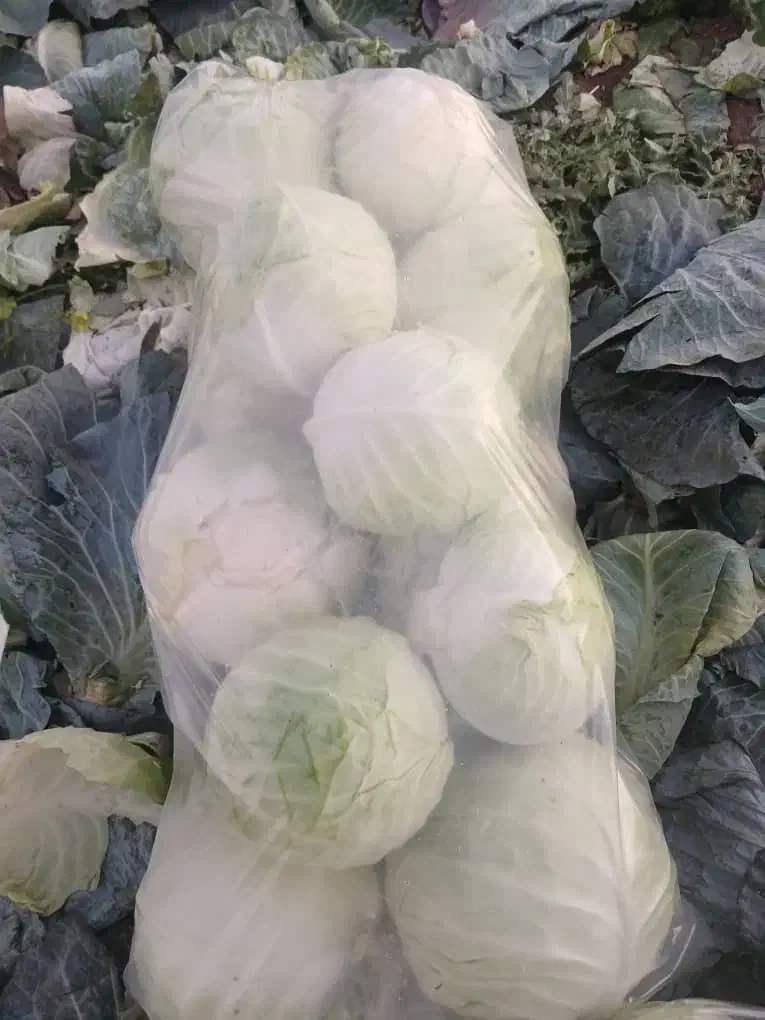 کلم سفید|خوردنی و آشامیدنی|پارسآباد, |دیوار