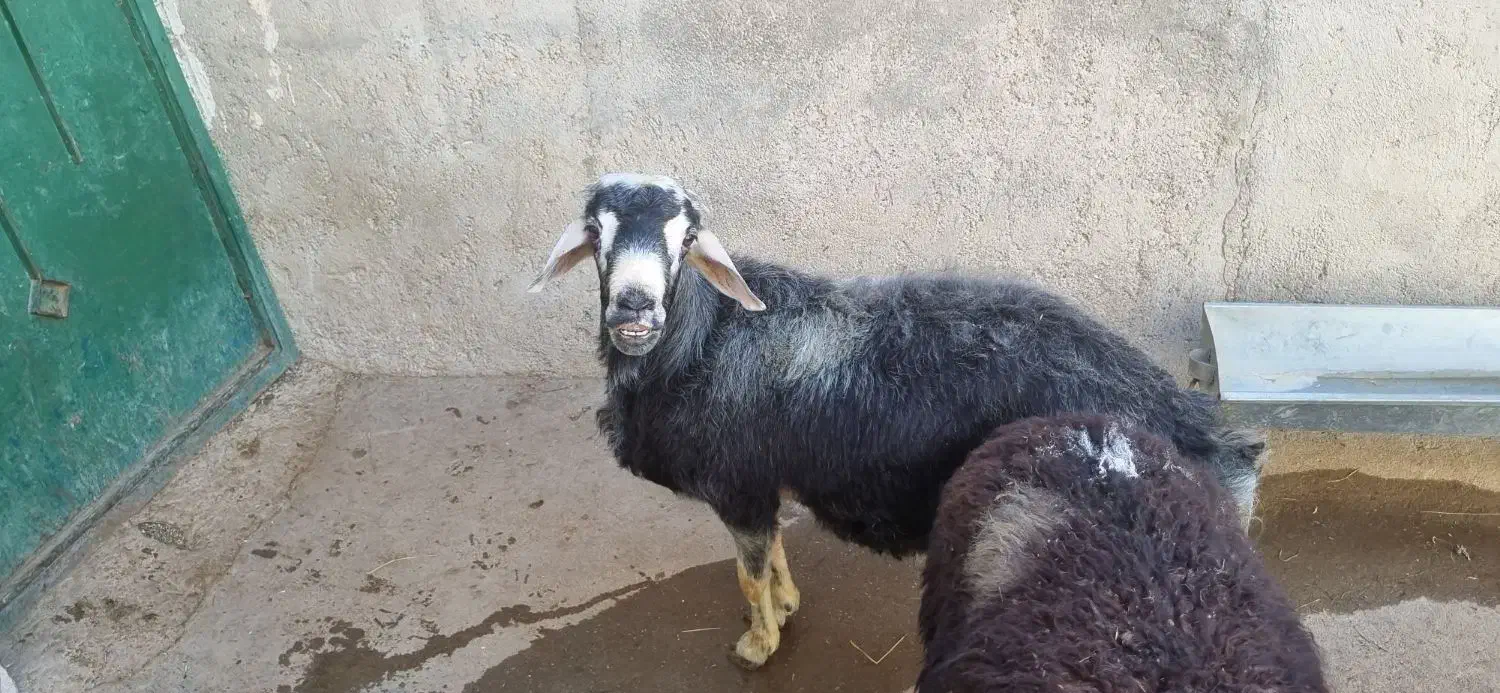 دوتا قوچ قزل افشار|حیوانات مزرعه|تیکمه داش, |دیوار