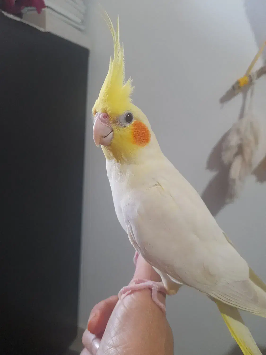 عروس هلندی ماده|پرنده|نوشهر, |دیوار