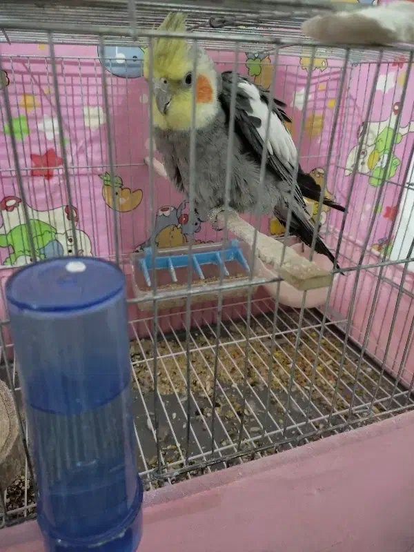 عروس هلندی نر سخنگو معاوضه با سگ ماده بزرگ|پرنده|ارومیه, |دیوار