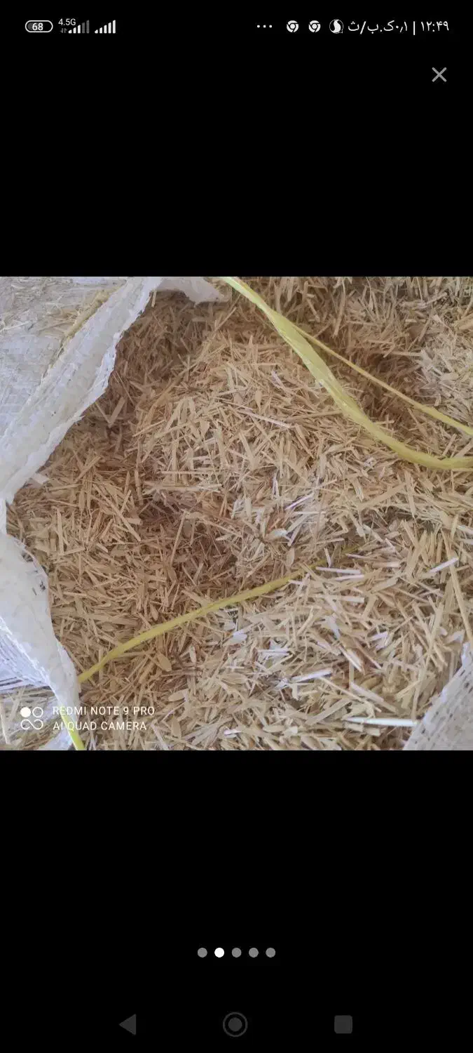 کاه گندم|لوازم جانبی حیوانات|نیمروز, |دیوار