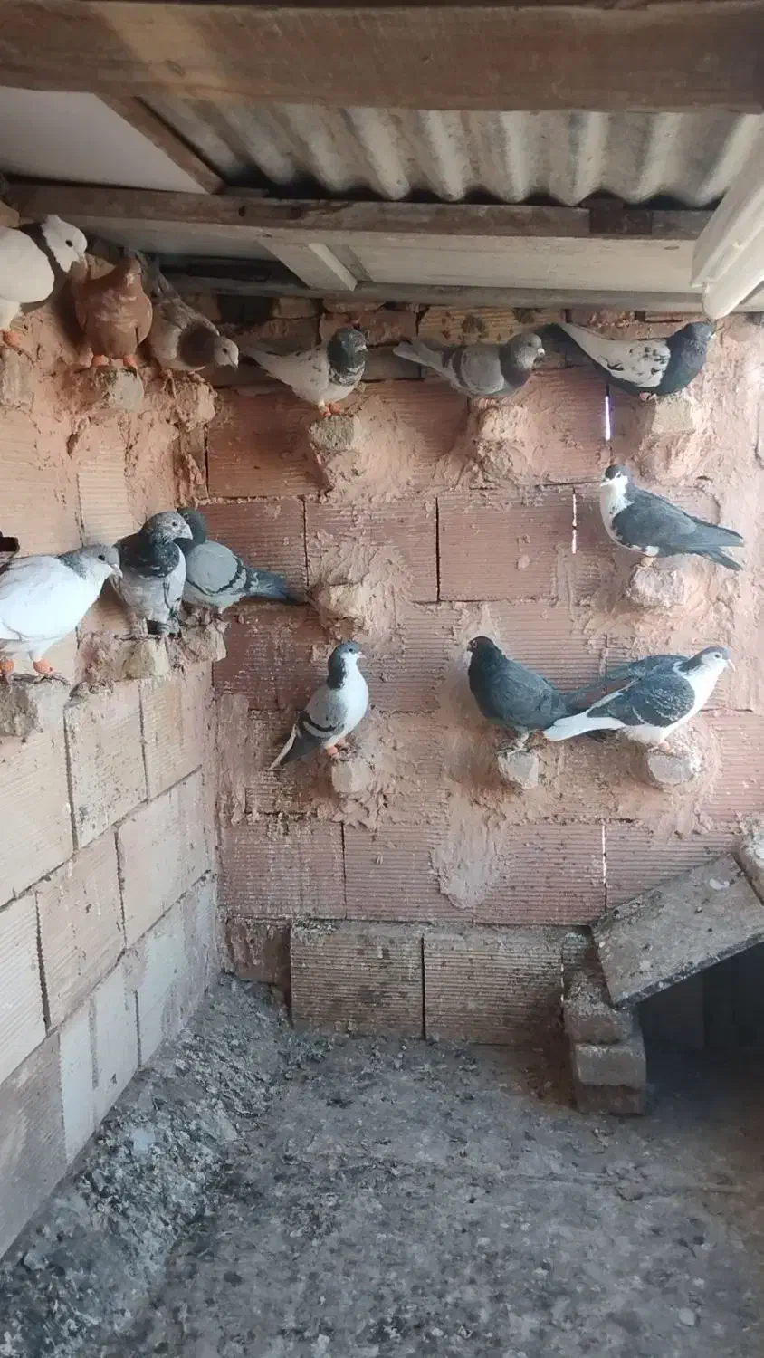 13کفتر بوم|پرنده|سبزوار, کراب|دیوار