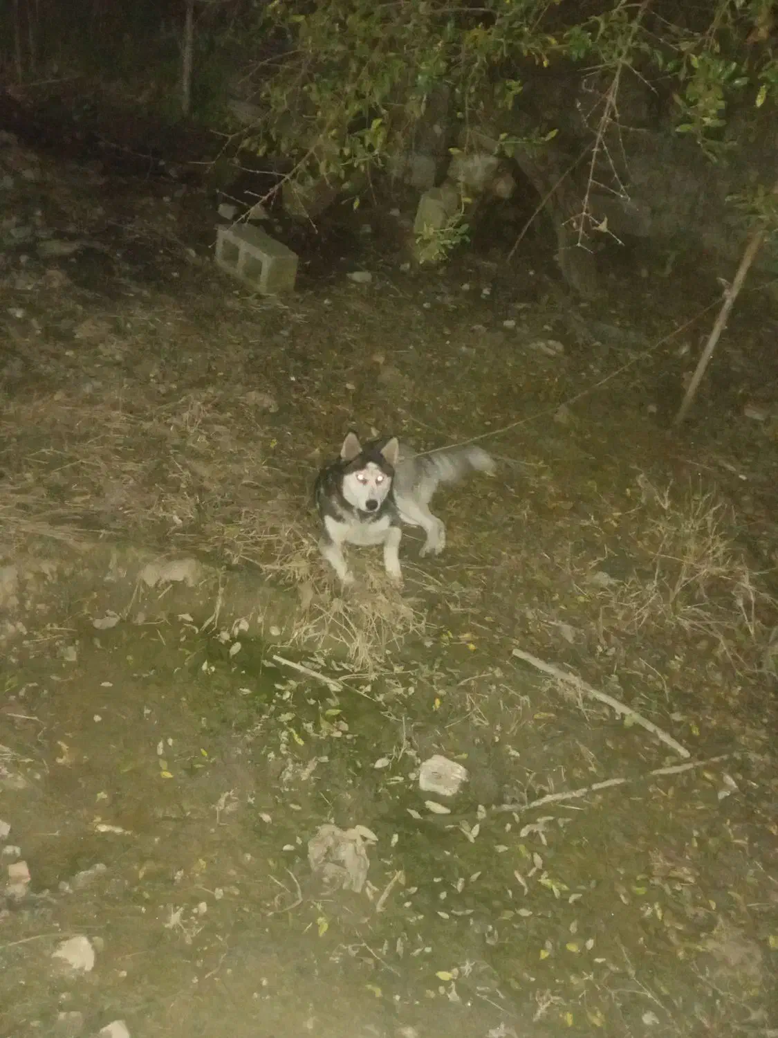 واگذاری توله هاسکی|سگ|بندر انزلی, چهارفریضه|دیوار