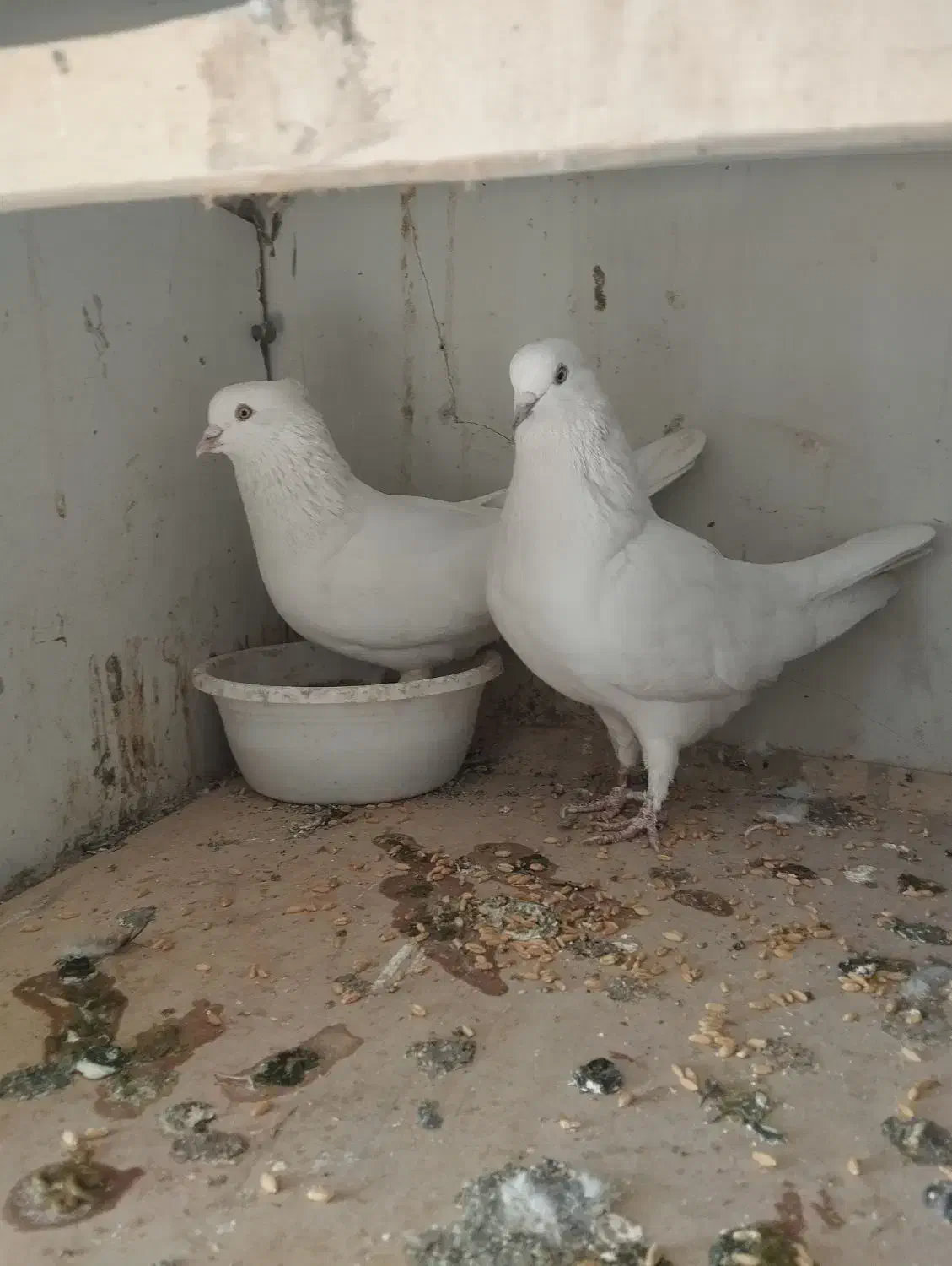 کفتر آسمان دیده|پرنده|اسلامشهر, باغ فیض|دیوار