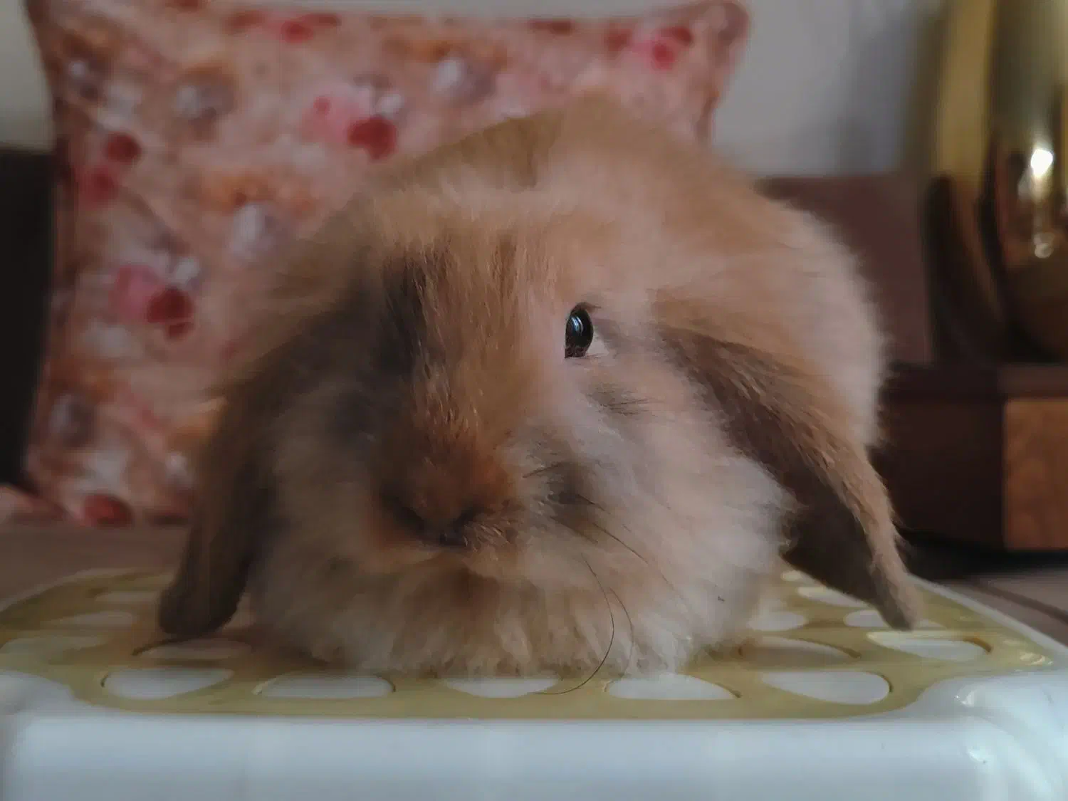 واگذاری رایگان بچه خرگوش لوپ سه ماهه|موش و خرگوش|کرج, گلشهر|دیوار