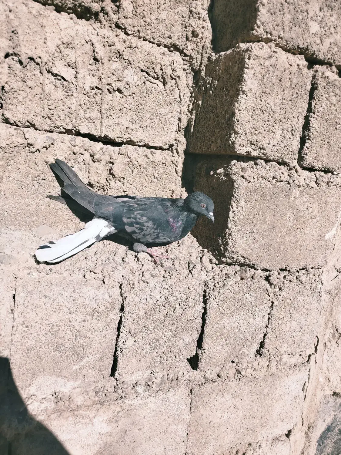 کبوتر بازی کن|پرنده|جونقان, |دیوار